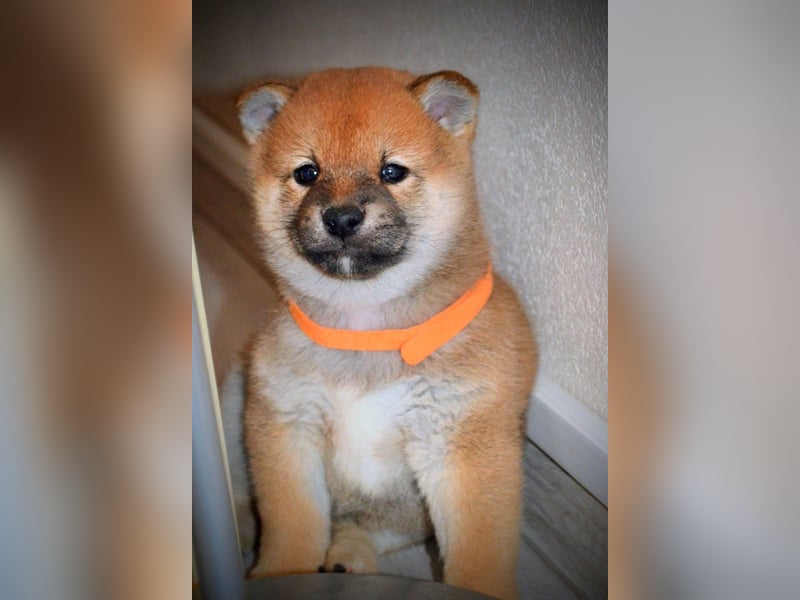 Shiba Inu Welpen Shiba Inu Welpen