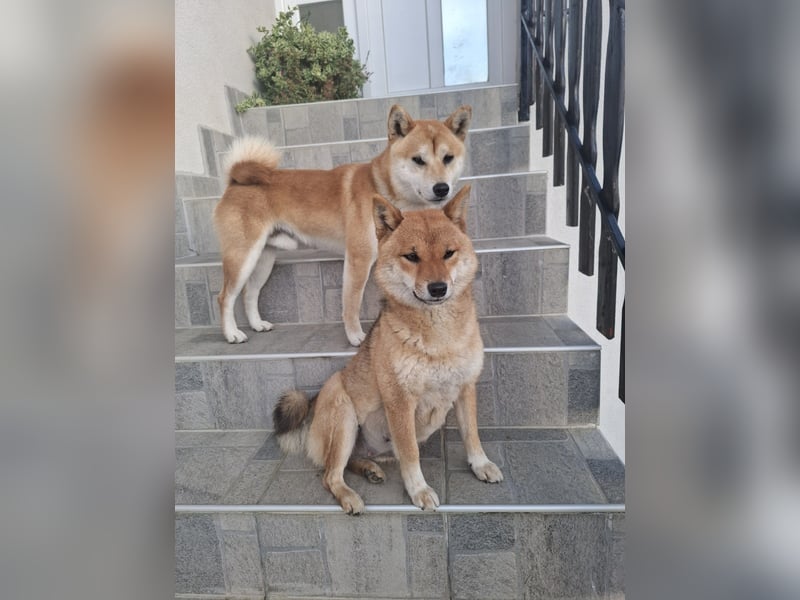 Shiba Inu-Welpen Shiba Inu-Welpen