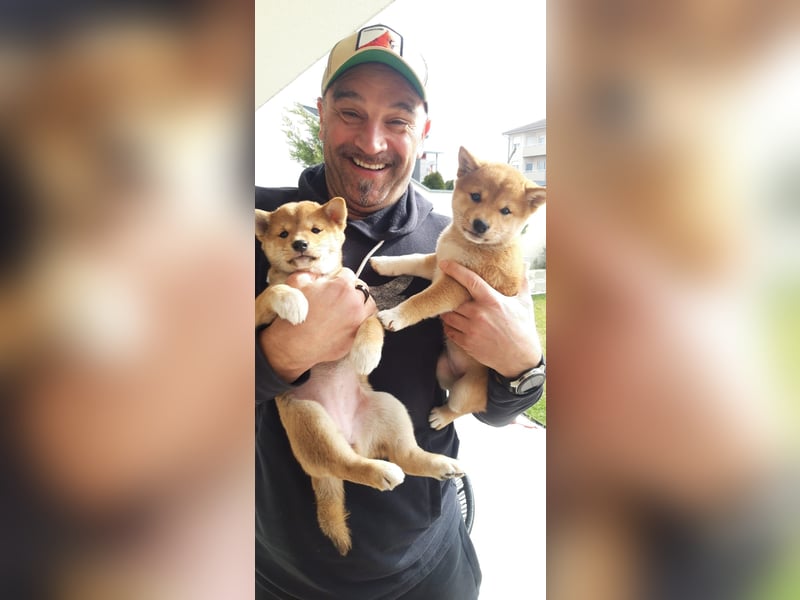 3 Reinrassige Shiba Inu Welpen (mit Ahnentafel)-Warteliste vorhanden 
