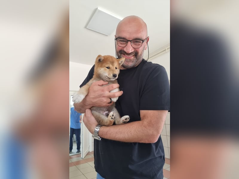 3 Reinrassige Shiba Inu Welpen (mit Ahnentafel)-Warteliste vorhanden 