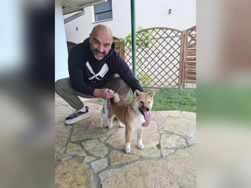 3 Reinrassige Shiba Inu Welpen (mit Ahnentafel)-Warteliste vorhanden 