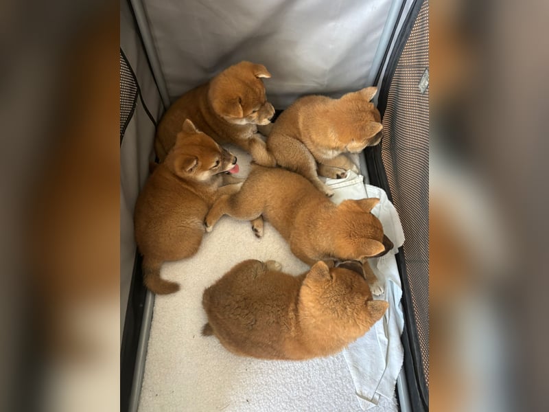 3 Reinrassige Shiba Inu Welpen (mit Ahnentafel)-Warteliste vorhanden 
