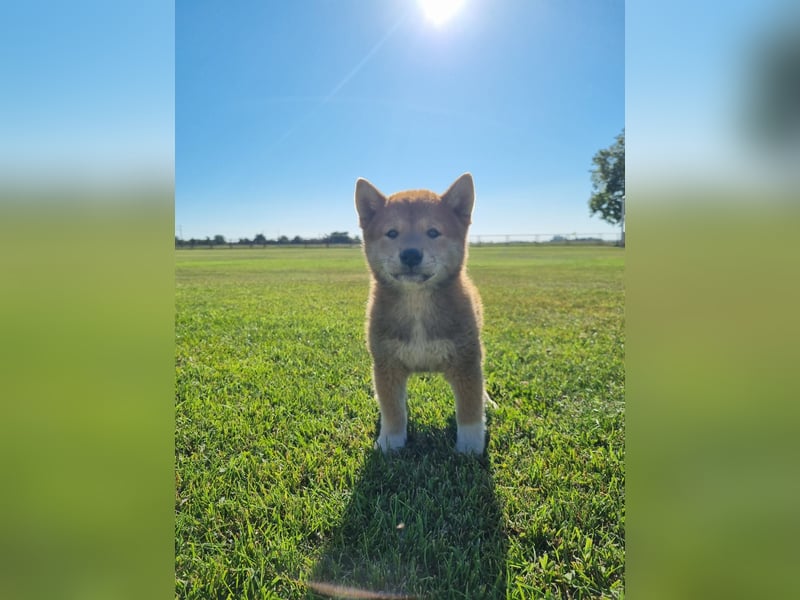 3 Reinrassige Shiba Inu Welpen (mit Ahnentafel)-Warteliste vorhanden 