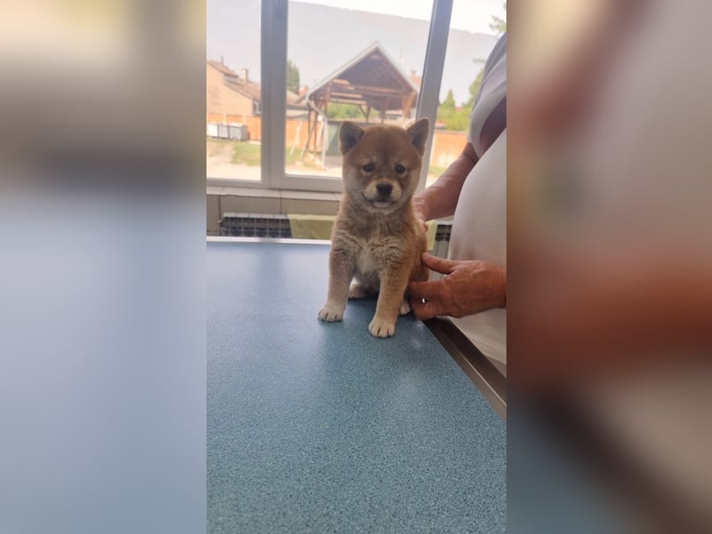 3 Reinrassige Shiba Inu Welpen (mit Ahnentafel)-Warteliste vorhanden 