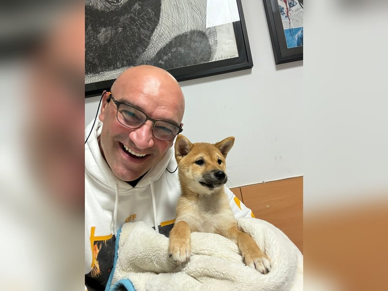 3 Reinrassige Shiba Inu Welpen (mit Ahnentafel)-Warteliste vorhanden 