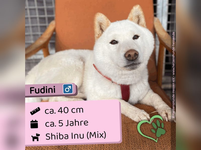 Fūdīni