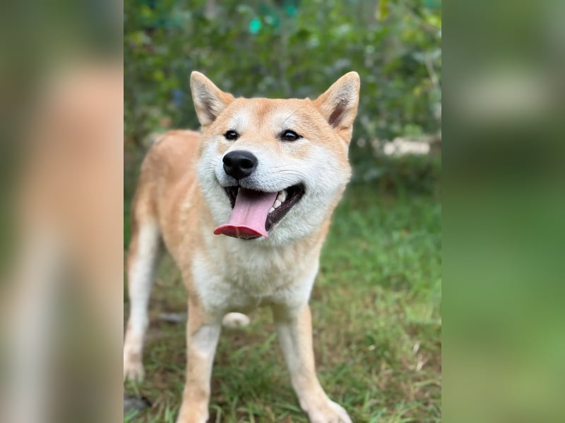 Narek-KK – junger Shiba-Inu-Typ sucht ein liebevolles Zuhause 