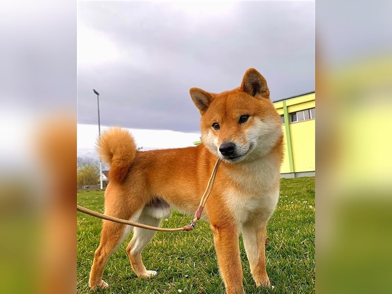 Shiba Inu puppies