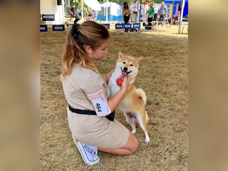 Shiba Inu puppies