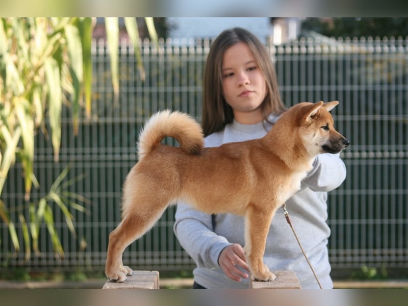 Shiba Inu puppies