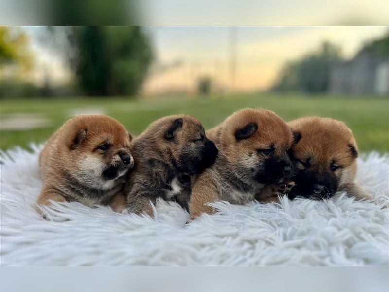 Shiba Inu puppies