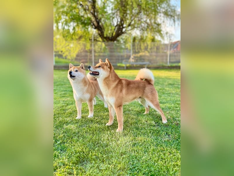 Shiba Inu puppies