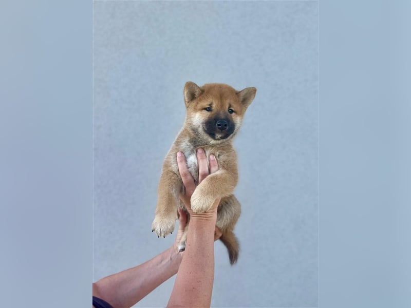 Shiba Inu puppies