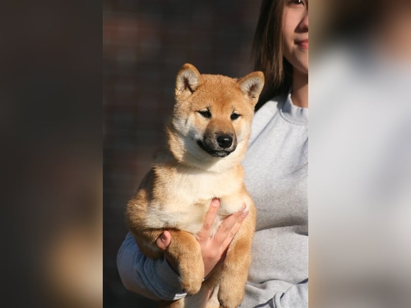 Shiba Inu puppies