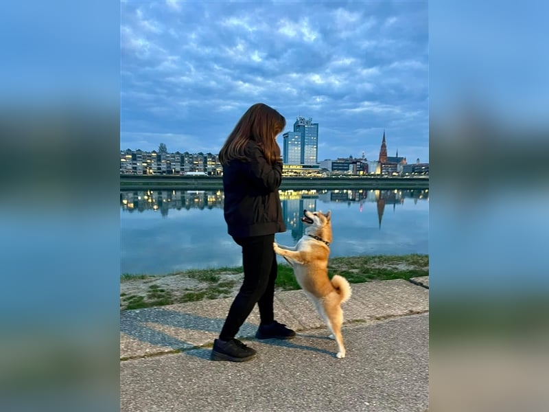 Shiba Inu puppies