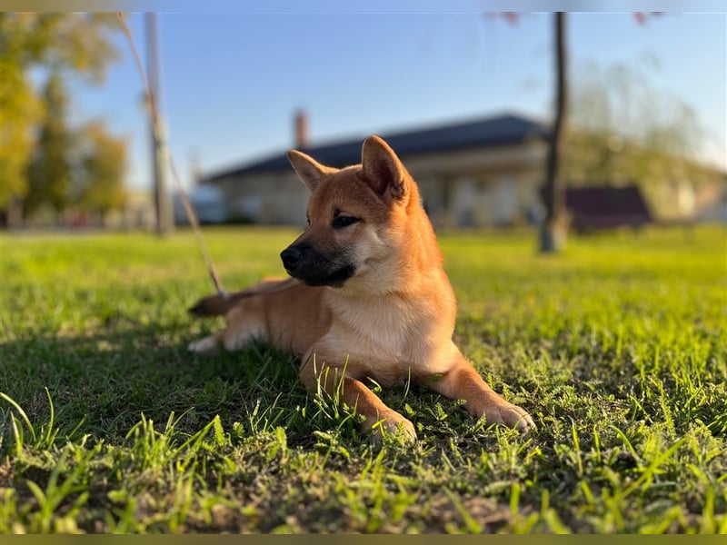 Shiba Inu puppies