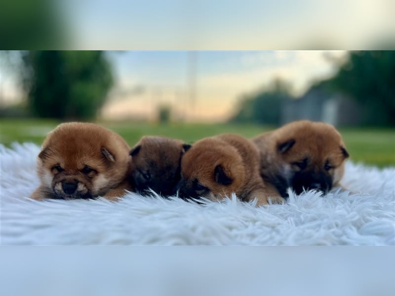 Shiba Inu puppies