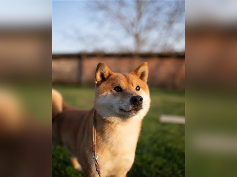 Shiba Inu puppies