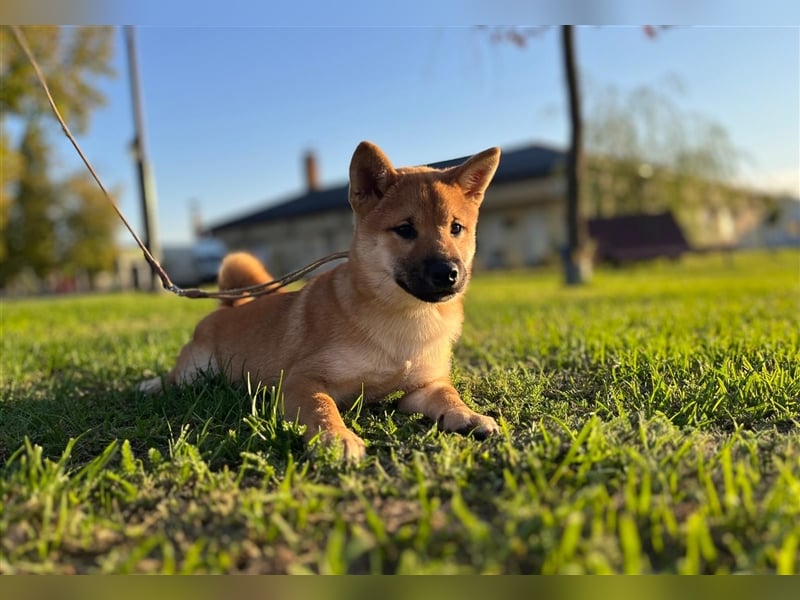 Shiba Inu puppies