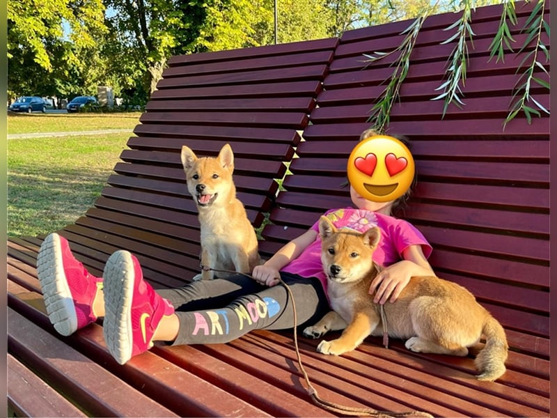 Shiba Inu