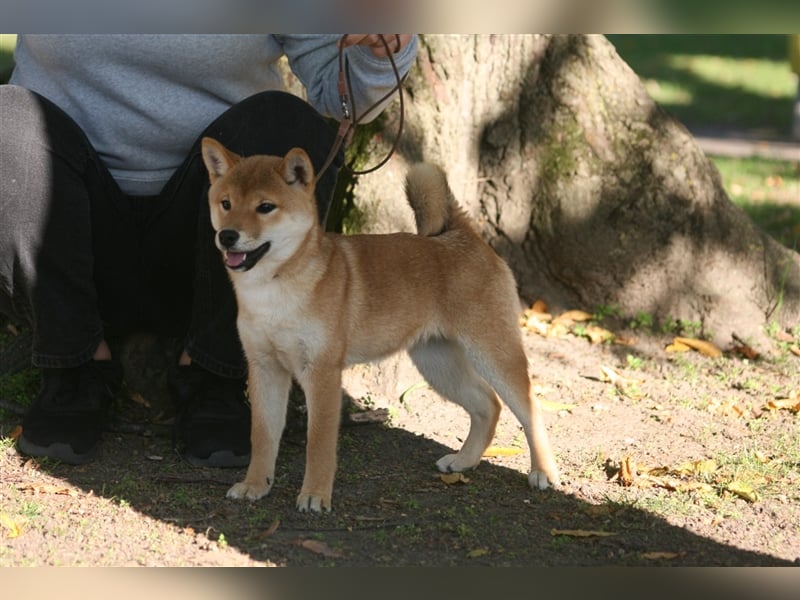 Shiba Inu