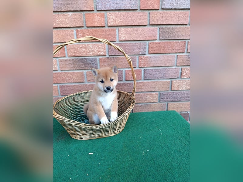 Süße reinrassige Shiba Inu Welpen