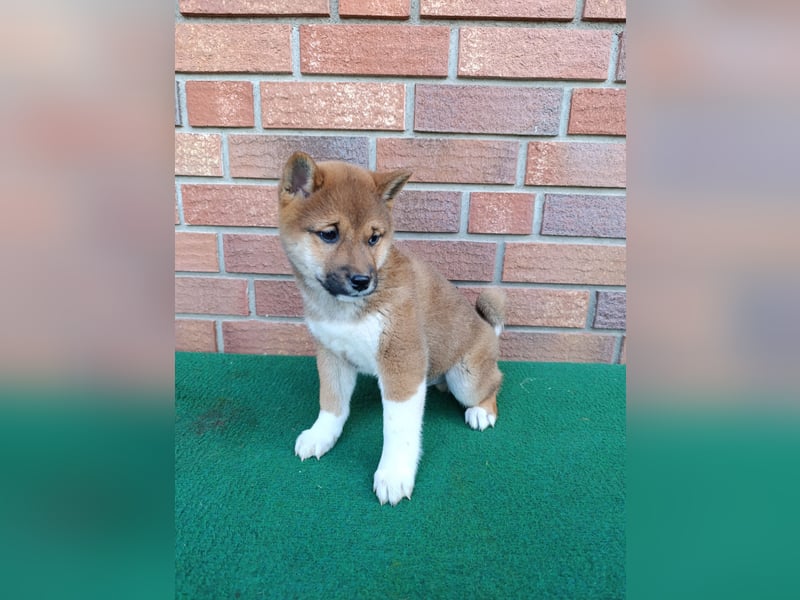 Süße reinrassige Shiba Inu Welpen