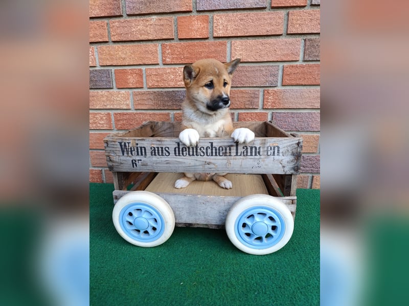 Süße reinrassige Shiba Inu Welpen