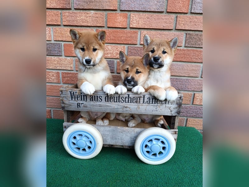 Süße reinrassige Shiba Inu Welpen