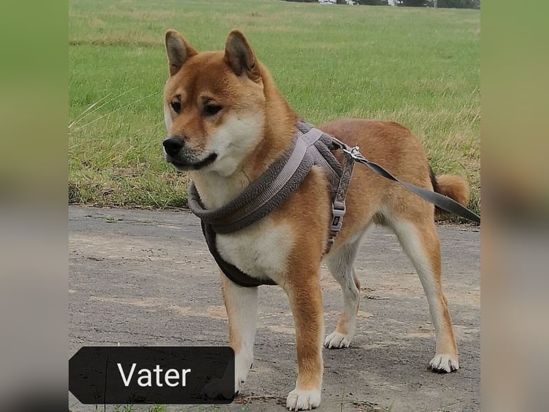 Süße reinrassige Shiba Inu Welpen