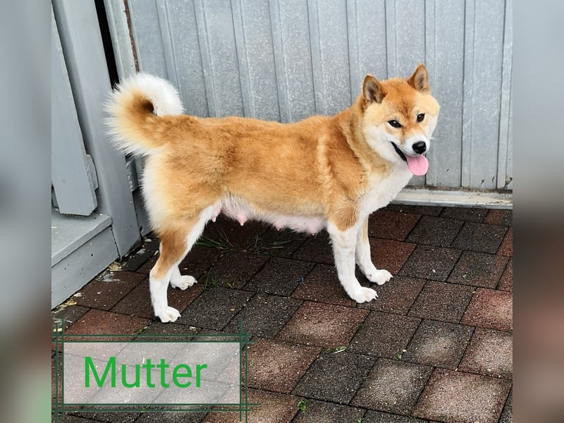 Süße reinrassige Shiba Inu Welpen
