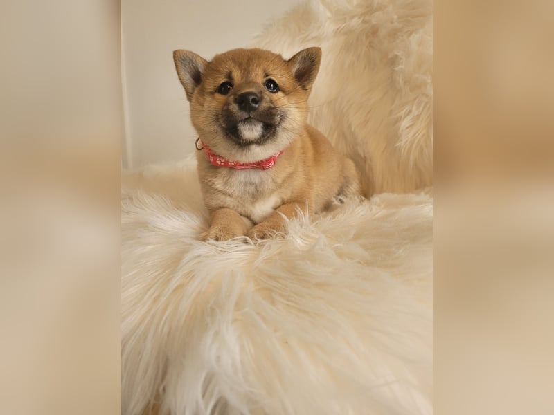 Shiba inu Welpen