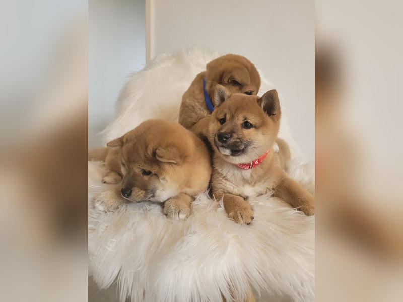 Shiba inu Welpen