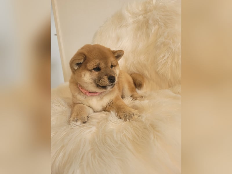 Shiba inu Welpen