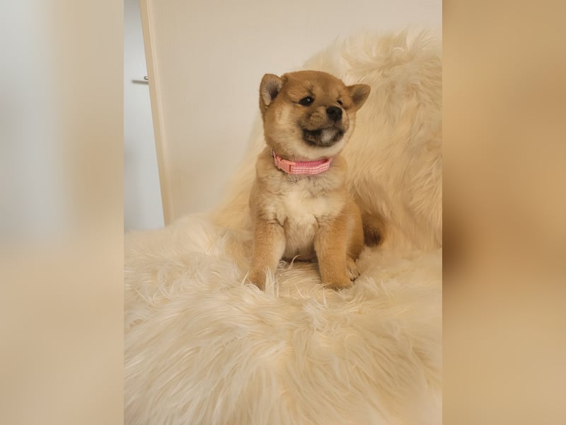 Shiba inu Welpen