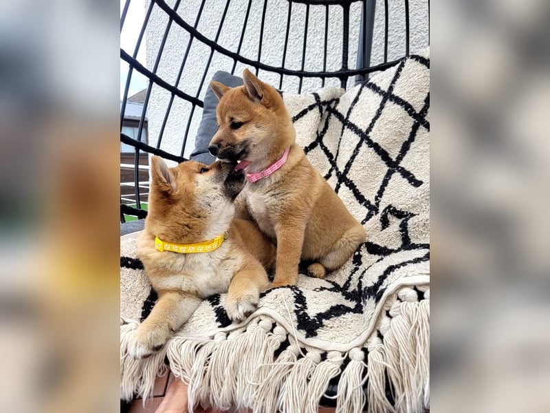 Shiba inu Welpen