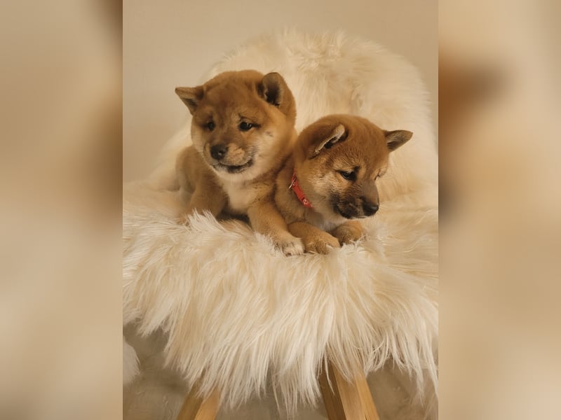 Shiba inu Welpen