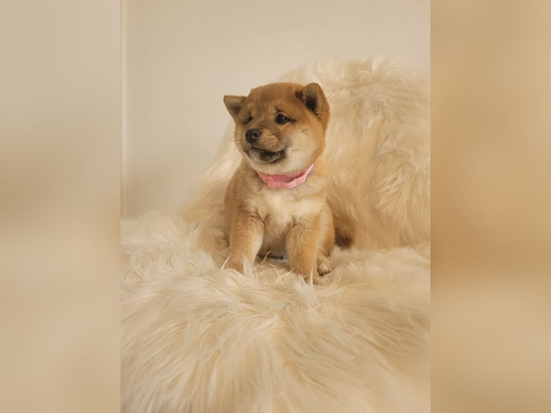 Shiba inu Welpen
