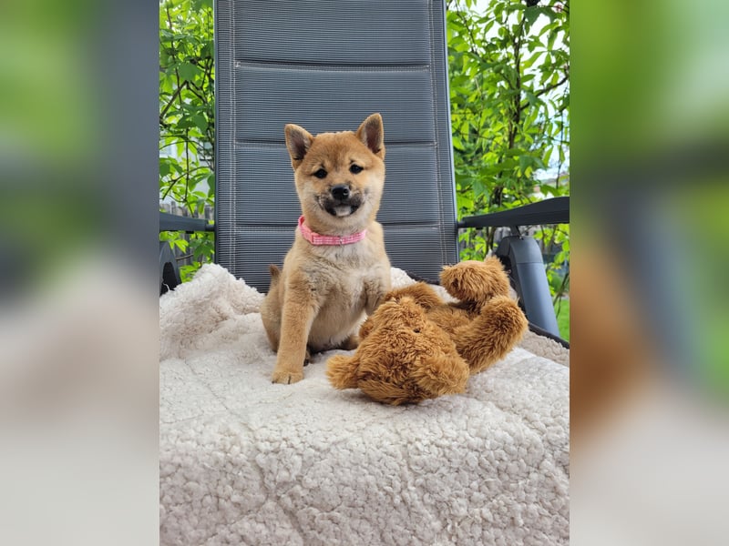 Shiba inu Welpen