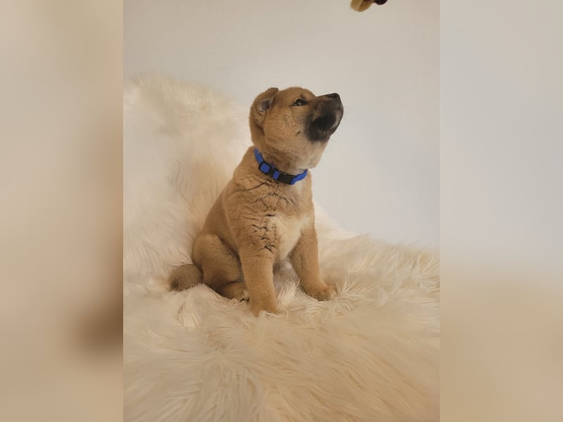 Shiba inu Welpen