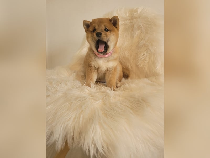 Shiba inu Welpen