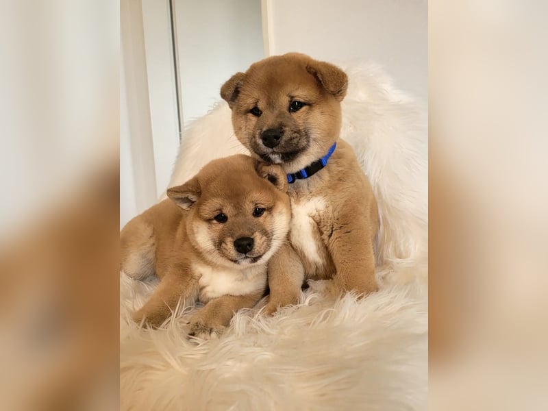 Shiba inu Welpen