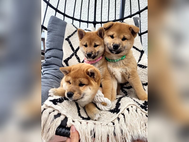 Shiba inu Welpen