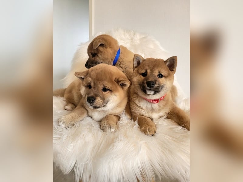 Shiba inu Welpen