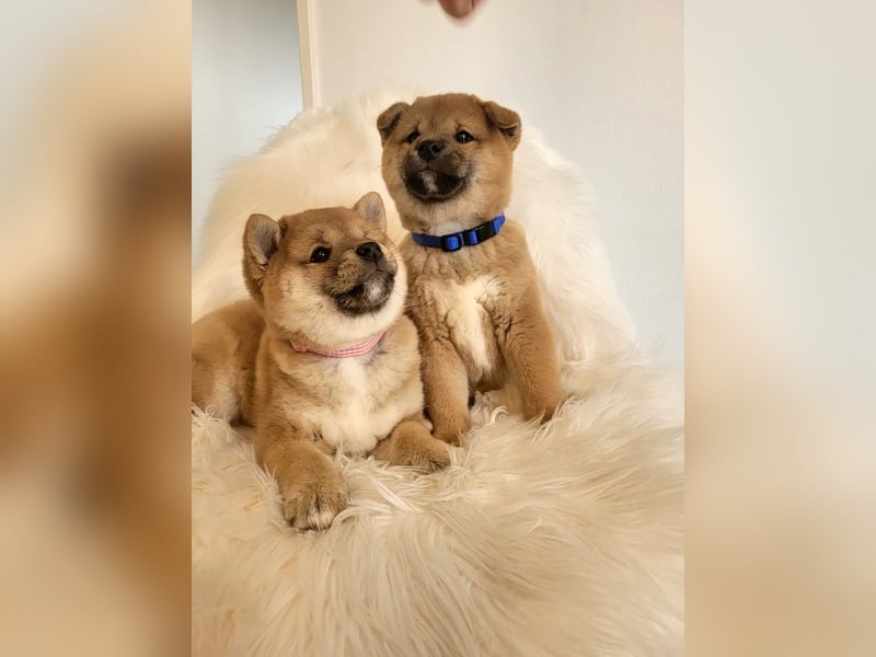 Shiba inu Welpen