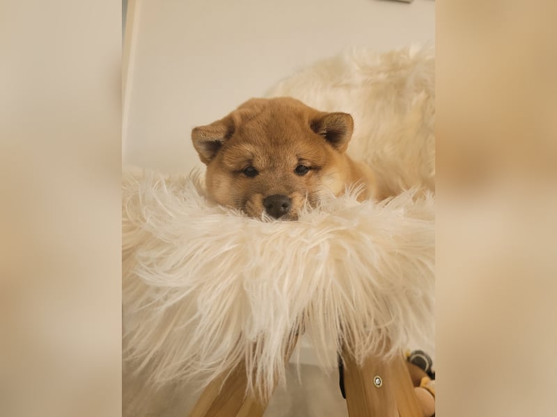 Shiba inu Welpen