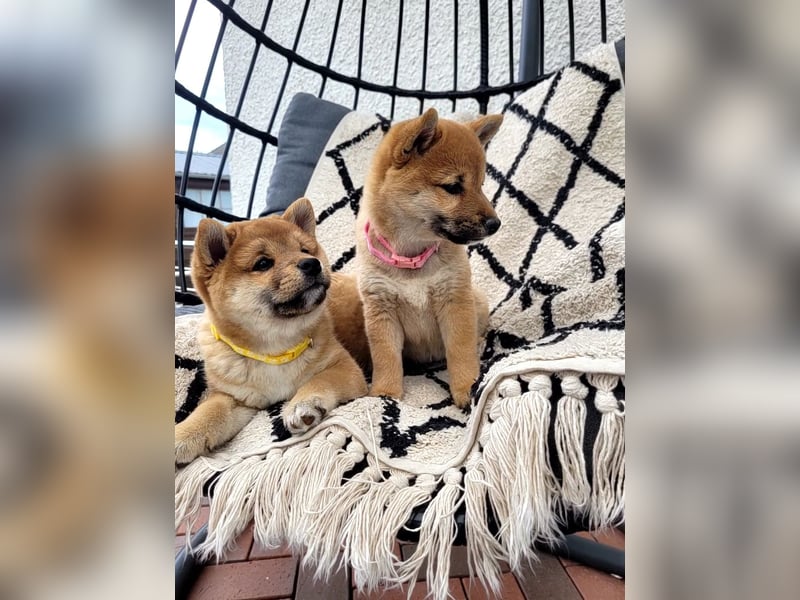 Shiba Inu Welpen