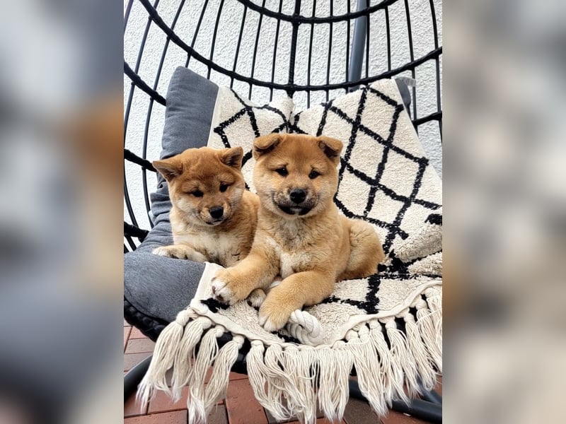 Shiba Inu Welpen