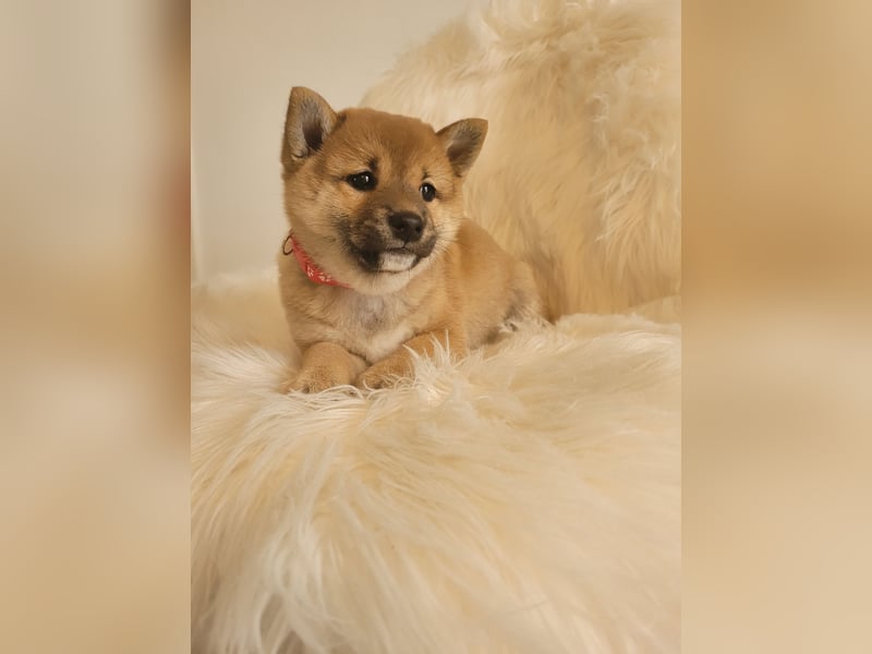 Shiba inu Welpen