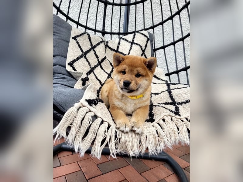 Shiba inu Welpen